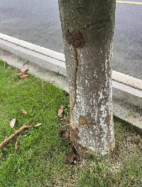 广玉兰树木的白蚁防治