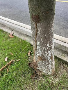 广玉兰树木的白蚁防治